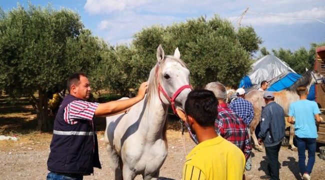 Atlar ,eşekler, katırlar kayıt altına alınıyor