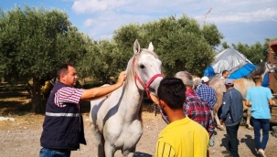 Atlar ,eşekler, katırlar kayıt altına alınıyor
