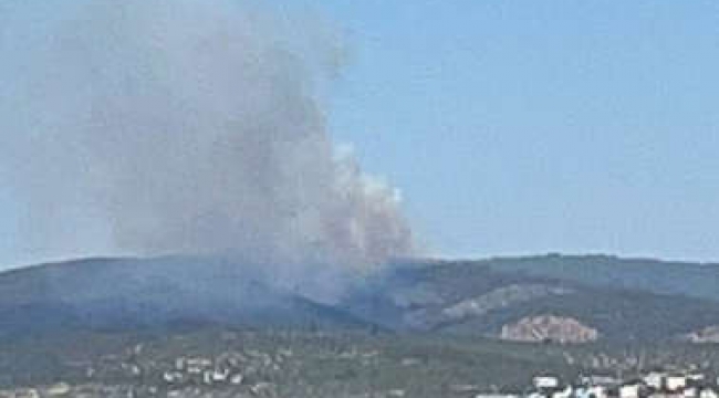Bodrum ve Milas'ta orman yangını