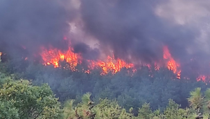 Çanakkale'de yangın