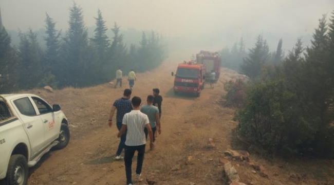 Demirci'de orman yangını