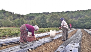 Fideler toprakla buluştu