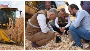 Manisa'da mısır hasadı başladı