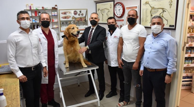 Manisa'da sahipli köpekler 'miroçip'le kayıt altına alınıyor