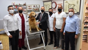 Manisa'da sahipli köpekler 'miroçip'le kayıt altına alınıyor