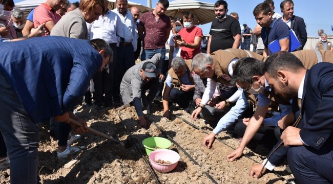 Manisa'da salep yumru tohumları toprakla buluştu
