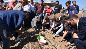 Manisa'da salep yumru tohumları toprakla buluştu