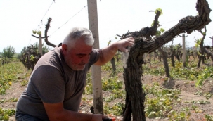 Üzüm fiyatın protesto eden üretici 10 dönüm bağını söktü