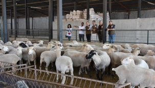 Yetiştiricilere 'damızlık koç teke 'dağıtımı
