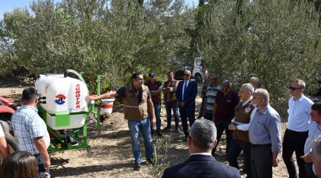 Zeytin sineğine karşı doğa dostu mücadele