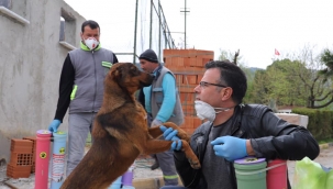 4 Ekim dünya hayvanları koruma günü