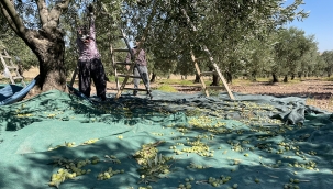 Akhisar'da 'Domat' zeytin hasadı başladı