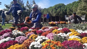 Akhisar 'ın dört bir yanı çiçek açtı