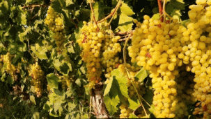 Alaşehir'de borçlarını ödeyemeyen üreticilerin bağları icradan satılıyor