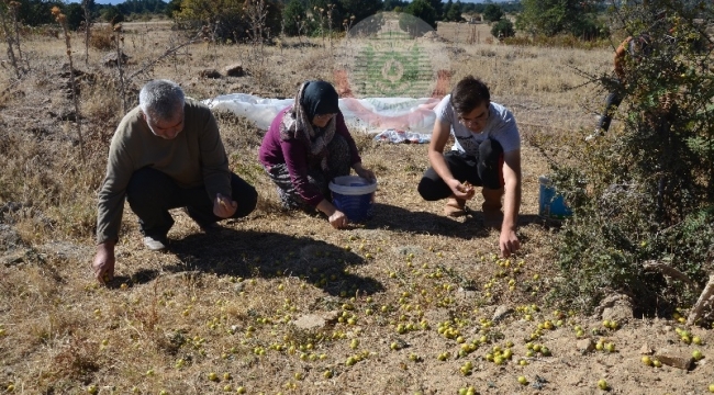 Dağda kendiliğinde yetişen alıç şifa kaynağı 