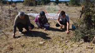Dağda kendiliğinde yetişen alıç şifa kaynağı 