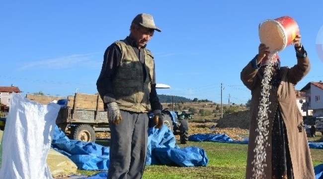 Demirci'de 85 bin ton kuru fasulye hasadı