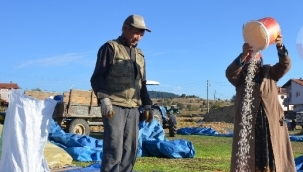 Demirci'de 85 bin ton kuru fasulye hasadı