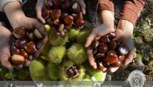 Demirci'de kestane üretimi arttı