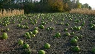 Ektiği karpuzu 30 milyar zarara satan çiftçinin isyanı