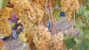 Örtü altındaki sultaniye üzüm hasadı sürüyor