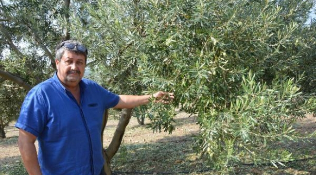Sondaj kuyu yasağı zeytinleri buruşturdu