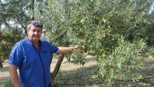 Sondaj kuyu yasağı zeytinleri buruşturdu