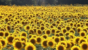 Trakya birlik ayçiçeği alım fiyatını güncelledi