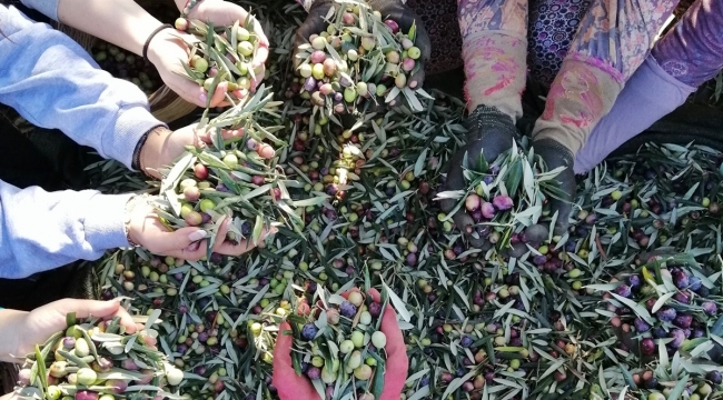 Zeytin alım fiyatı açıklandı 