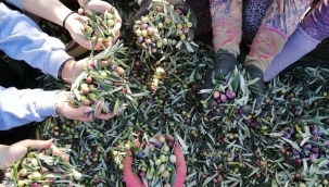 Zeytin alım fiyatı açıklandı 