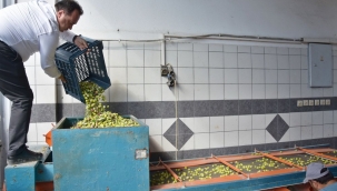 Zeytin hasadına başkan Dutlulu'da katıldı 