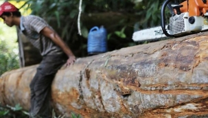 Ağaç kesiminde köylüler yerine tüccar tercih edildi