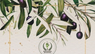 Apak mahallesinde zeytin alım ofisi açılıyor