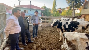  CHP'li Başevirge "3000 Euro'ya ithal edilen hayvanlar kesime gidiyor"