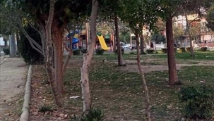 Manisa Turgutlu'da 4 kedi bacakları kesilerek vahşice öldürüldü