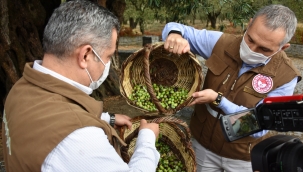 Manisa yüzde 56'la sofralık zeytin merkezi