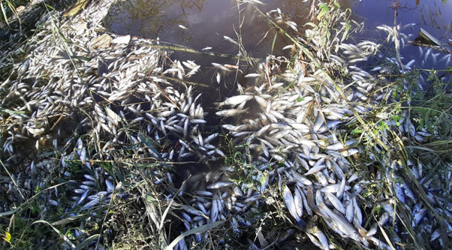 Büyük Menderes nehri'nde toplu balık katliamı