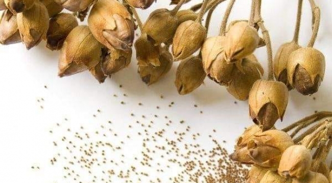Şehzadeler ziraat odasından tütün üreticilerine çağrı