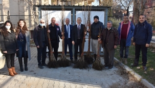 Trabzon hurması Manisa'da yetişecek