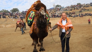 Turgutlu 7.deve güreşlerine 12 aralıkta başlıyor