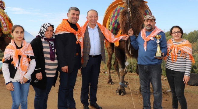 Turgutlu 7.deve güreşlerine hazırlanıyor