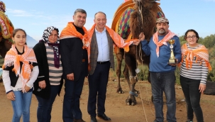 Turgutlu 7.deve güreşlerine hazırlanıyor