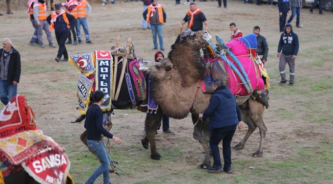 Turgutlu'da 120 deve birincilik için güreşti