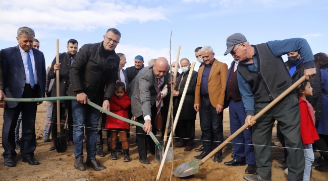 Alaşehir'de binlerce cennet elması fidanı toprakla buluştu