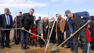 Alaşehir'de binlerce cennet elması fidanı toprakla buluştu