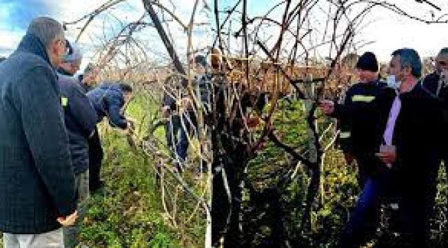 Bağ budama kursuna 16 çiftçi katıldı