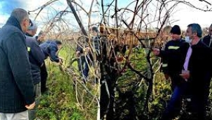 Bağ budama kursuna 16 çiftçi katıldı