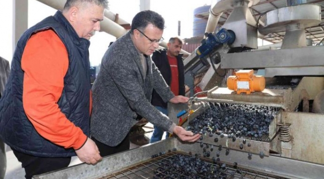 Başkan Öküzcüoğlu''100 yıllık zeytin ağaçlarımız var''