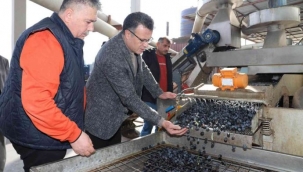 Başkan Öküzcüoğlu''100 yıllık zeytin ağaçlarımız var''