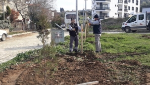 Belediye daha yeşil Turgutlu için çalışmaları hızlandırdı